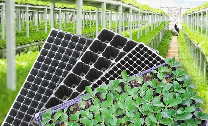 Khay ươm & Bầu ươm