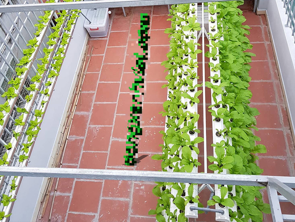 Giàn trồng rau thủy canh