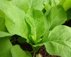 Hạt Giống Cải Mơ Chất Lượng Cao – Dễ Trồng, Sinh Trưởng Nhanh