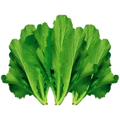 Hạt Giống Rau Cải Bẹ Xanh F1 – Dễ Trồng, Nảy Mầm Cao