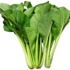 Hạt Giống Rau Cải Ngọt – Dễ Trồng, Thu Hoạch Nhanh