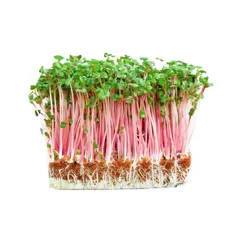 Hạt giống rau mầm củ cải đỏ – Thơm ngon, giàu dinh dưỡng