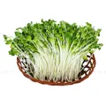 Hạt giống rau mầm củ cải trắng – Hạt nảy mầm nhanh, vị giòn thơm - Ảnh 4