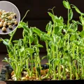 Hạt giống rau mầm đậu Hà Lan – Giòn ngọt, giàu protein, trồng dễ tại nhà - Ảnh 3