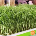 Hạt giống rau mầm đậu Hà Lan – Giòn ngọt, giàu protein, trồng dễ tại nhà - Ảnh 4