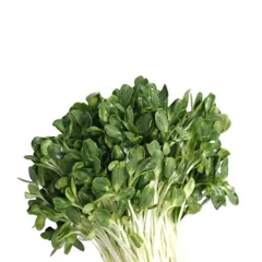 Hạt giống rau mầm hướng dương – Giòn ngon, giàu dinh dưỡng, dễ trồng tại nhà