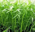 Hạt giống Rau muống lá tre – Lớn nhanh, giòn ngọt - Ảnh 1