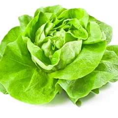 Hạt giống xà lách đăm cuộn – Lá to mềm, cuộn đẹp, vị ngọt mát