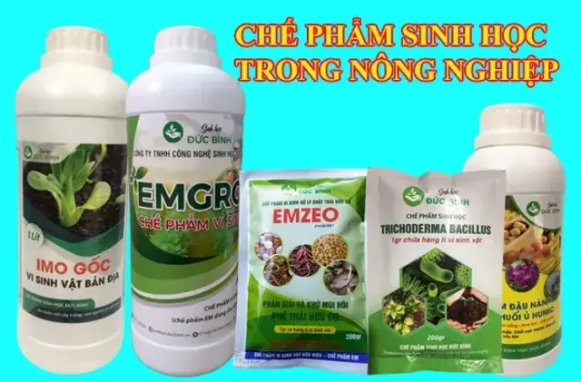 Sự khác nhau giữa Trichoderma và chế phẩm vi sinh EM