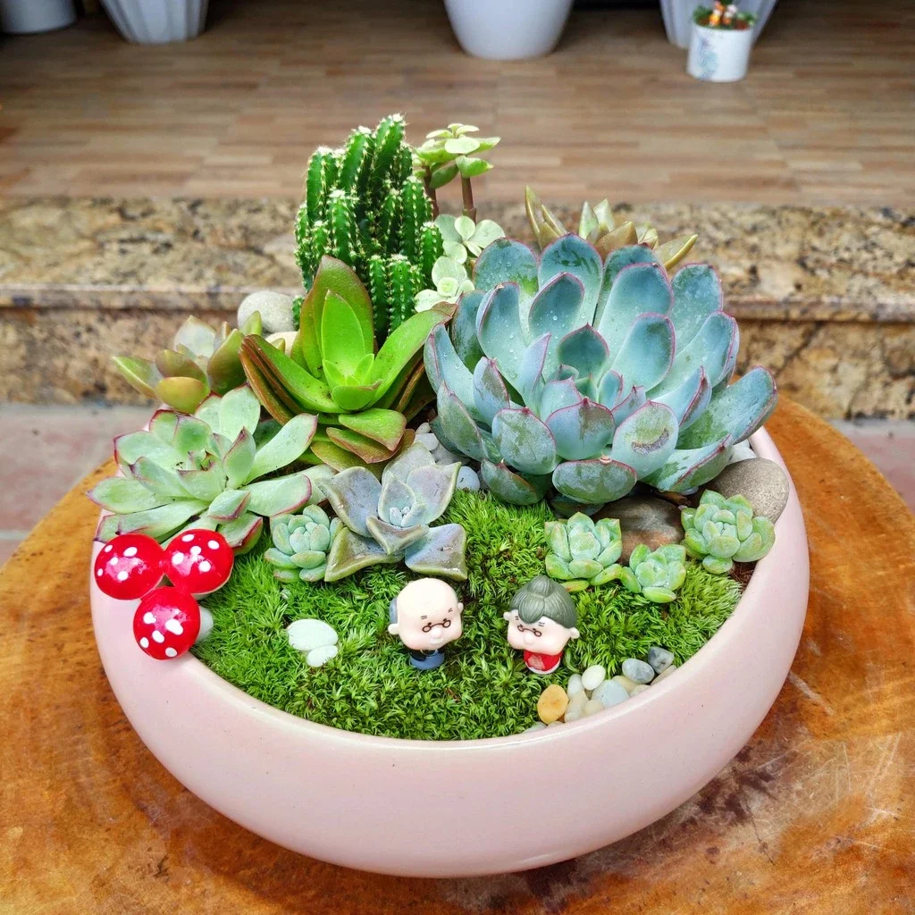 Tiểu cảnh sen đá: Khu vườn hạnh phúc