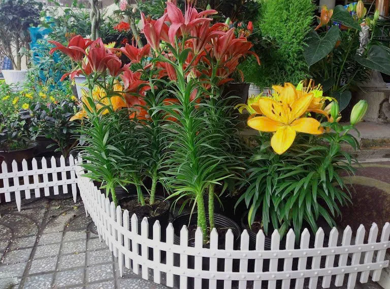 mẫu hàng rào nhựa